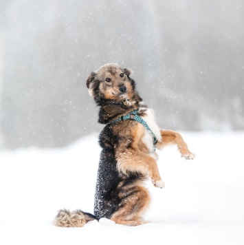 Собаки в добрые руки - Арика - 3