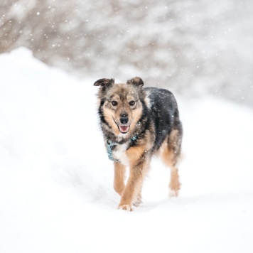 Собаки в добрые руки - Арика - 4