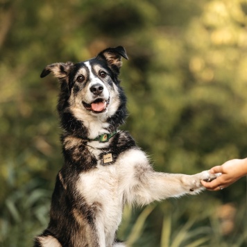 Латиф - Собаки в добрые руки