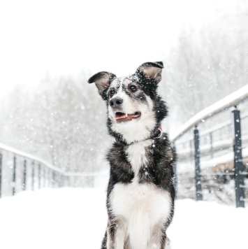 Собаки в добрые руки - Латиф - 1