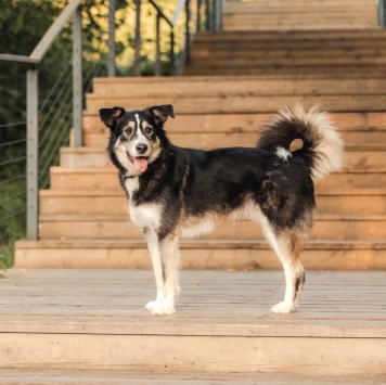 Собаки в добрые руки - Латиф - 2