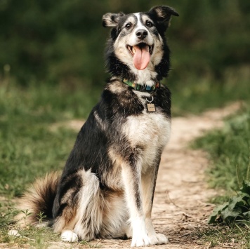 Собаки в добрые руки - Латиф - 3