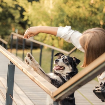 Собаки в добрые руки - Латиф - 4