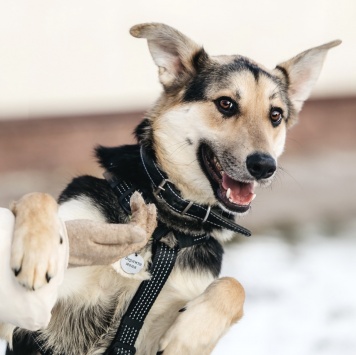 Собаки в добрые руки - Изюм