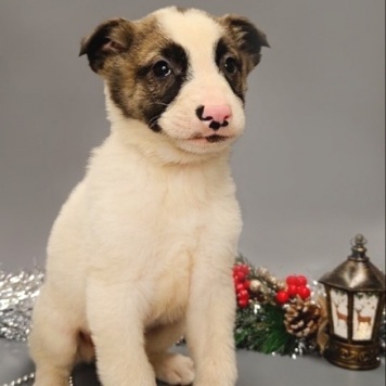 Щенки - Собаки в добрые руки