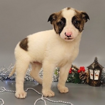 Собаки в добрые руки - Щенки - 1