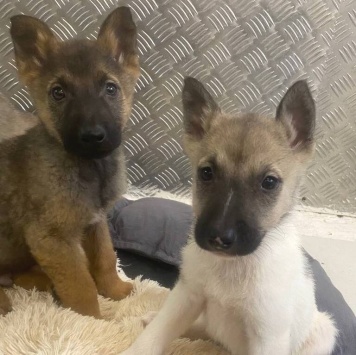 Собаки в добрые руки - Щенки - 2