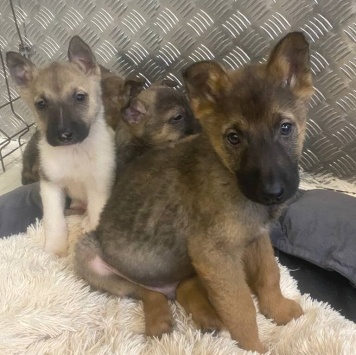 Собаки в добрые руки - Щенки - 3