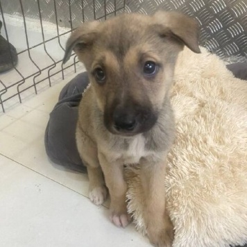 Собаки в добрые руки - Щенки - 4