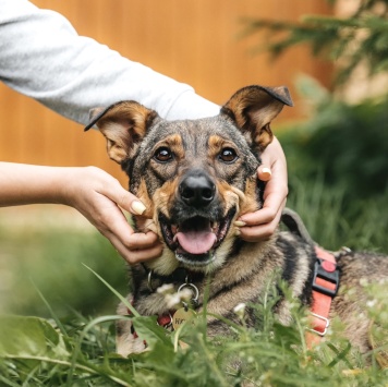 Собаки в добрые руки - Нюша