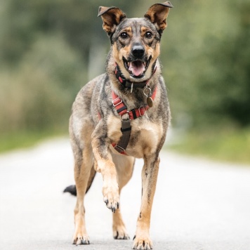 Собаки в добрые руки - Нюша - 1