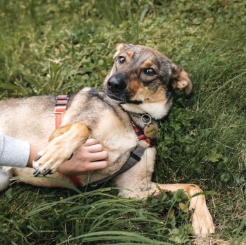 Собаки в добрые руки - Нюша - 2