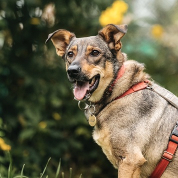 Собаки в добрые руки - Нюша - 3