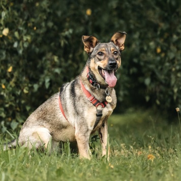 Собаки в добрые руки - Нюша - 4