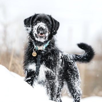 Собаки в добрые руки - Честер - 1