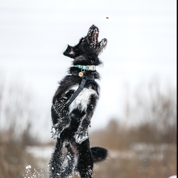 Собаки в добрые руки - Честер - 4