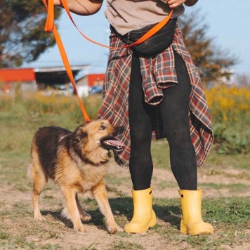 Собаки в добрые руки - Леди