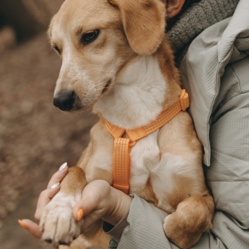 Собаки в добрые руки - Глори - 1
