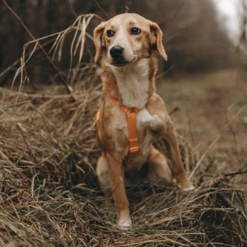 Собаки в добрые руки - Глори - 2