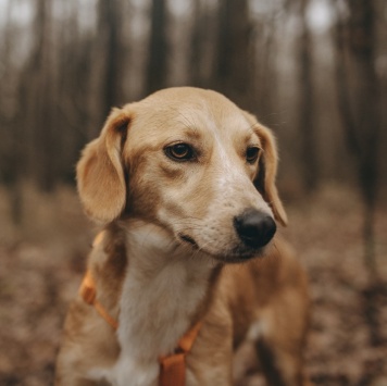 Собаки в добрые руки - Глори - 4