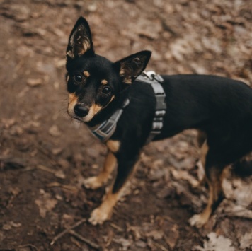 Собаки в добрые руки - Полли