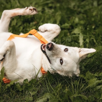 Собаки в добрые руки - Кристиан