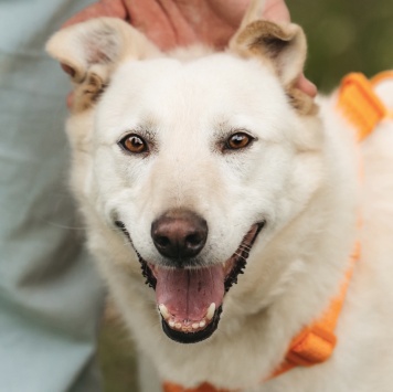 Собаки в добрые руки - Кристиан - 1