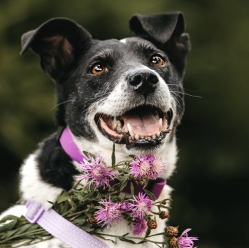 Анри - Собаки в добрые руки