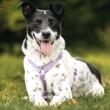 Собаки в добрые руки - Анри - 2