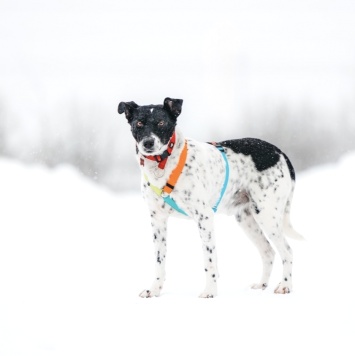 Собаки в добрые руки - Анри - 3