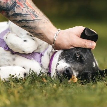 Собаки в добрые руки - Анри - 4