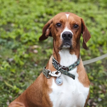 Бруно - Собаки в добрые руки