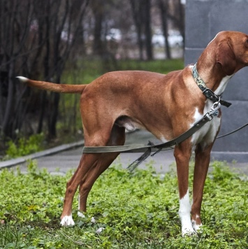 Собаки в добрые руки - Бруно - 2