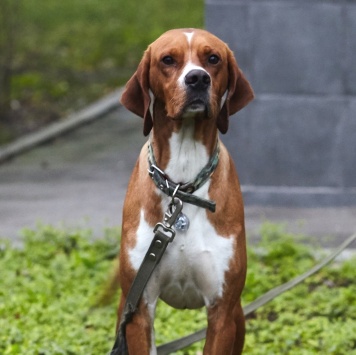 Собаки в добрые руки - Бруно - 3