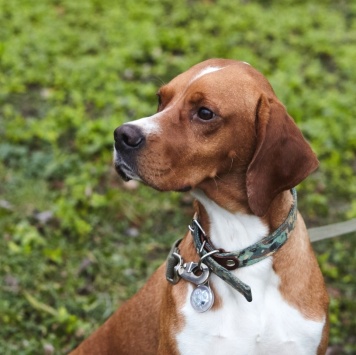 Собаки в добрые руки - Бруно - 4