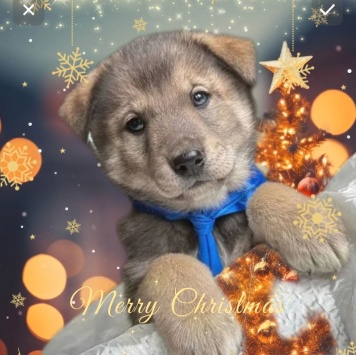 Собаки в добрые руки - Бим