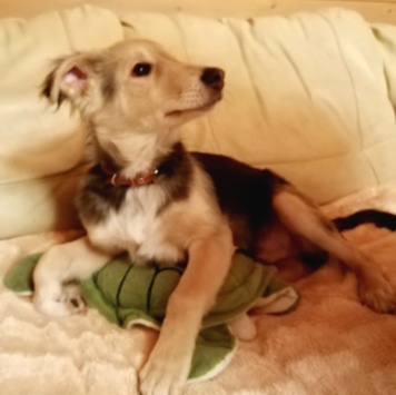 Собаки в добрые руки - Ринго - 1