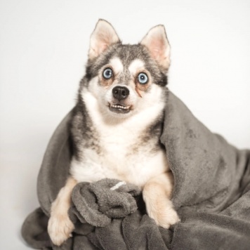 Волчек - Собаки в добрые руки