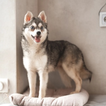 Собаки в добрые руки - Волчек - 1