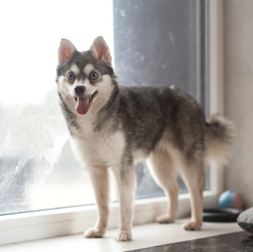 Собаки в добрые руки - Волчек - 2