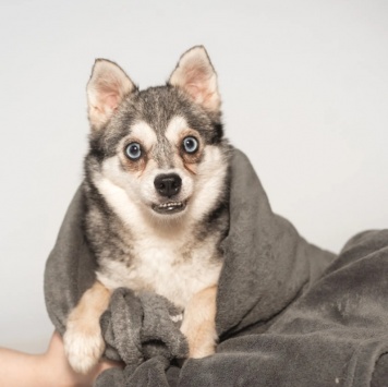 Собаки в добрые руки - Волчек - 3