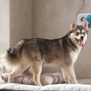 Собаки в добрые руки - Волчек - 4