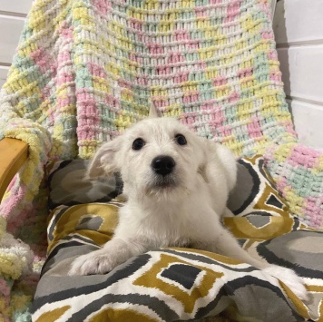 Собаки в добрые руки - Щенки девочки - 3