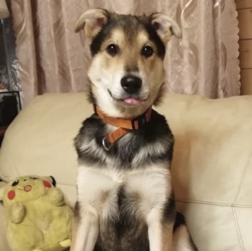 Собаки в добрые руки - Брут