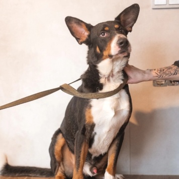 Барон - Собаки в добрые руки