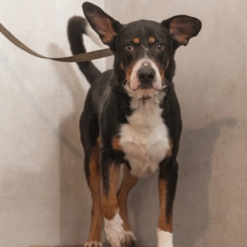 Собаки в добрые руки - Барон - 1