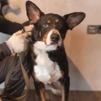 Собаки в добрые руки - Барон - 2