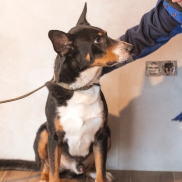 Собаки в добрые руки - Барон - 3