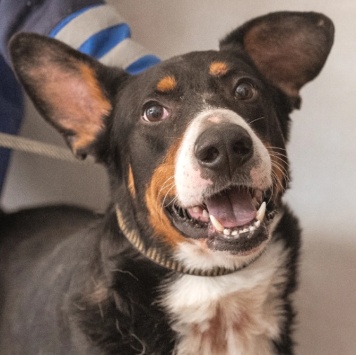 Собаки в добрые руки - Барон - 4