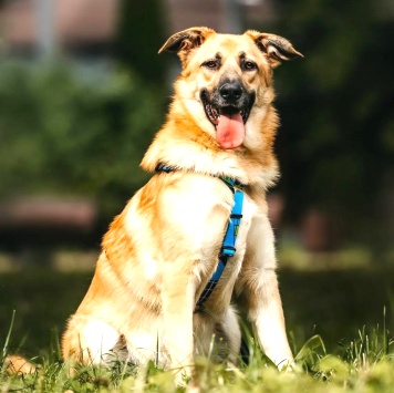 Собаки в добрые руки - Корж